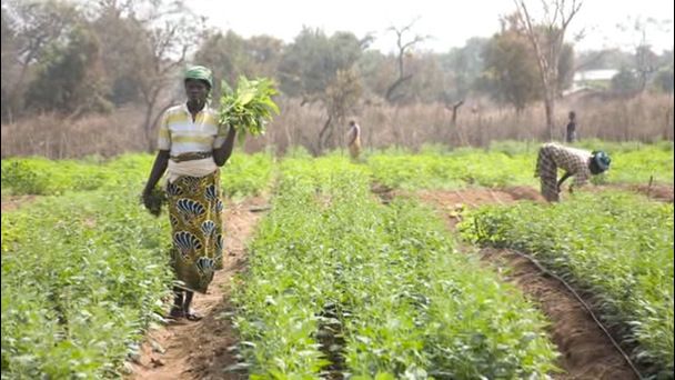 A brighter future through food security